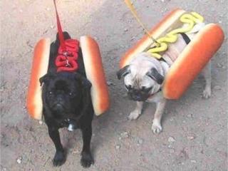 Kutya mnia - mustrral vagy ketchuppel a Hot dogot!