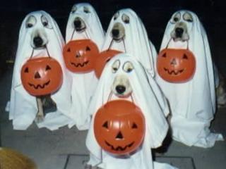 Kutya mnia - kutya Halloween party?
