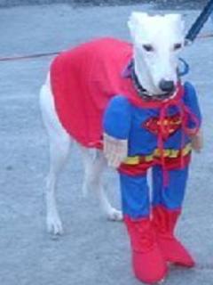 Kutya mnia - ht az n gazdim sem egy Super Man!